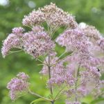 Cluster of purple flowers in a panicle