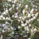 Cluster of small white flowers