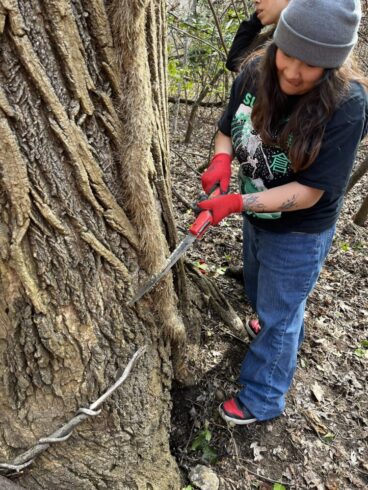 weed warrior cuts ivy