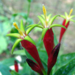 Three red cone shaped flowers with yellow centers