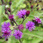 Cluster of small dark purple flowers