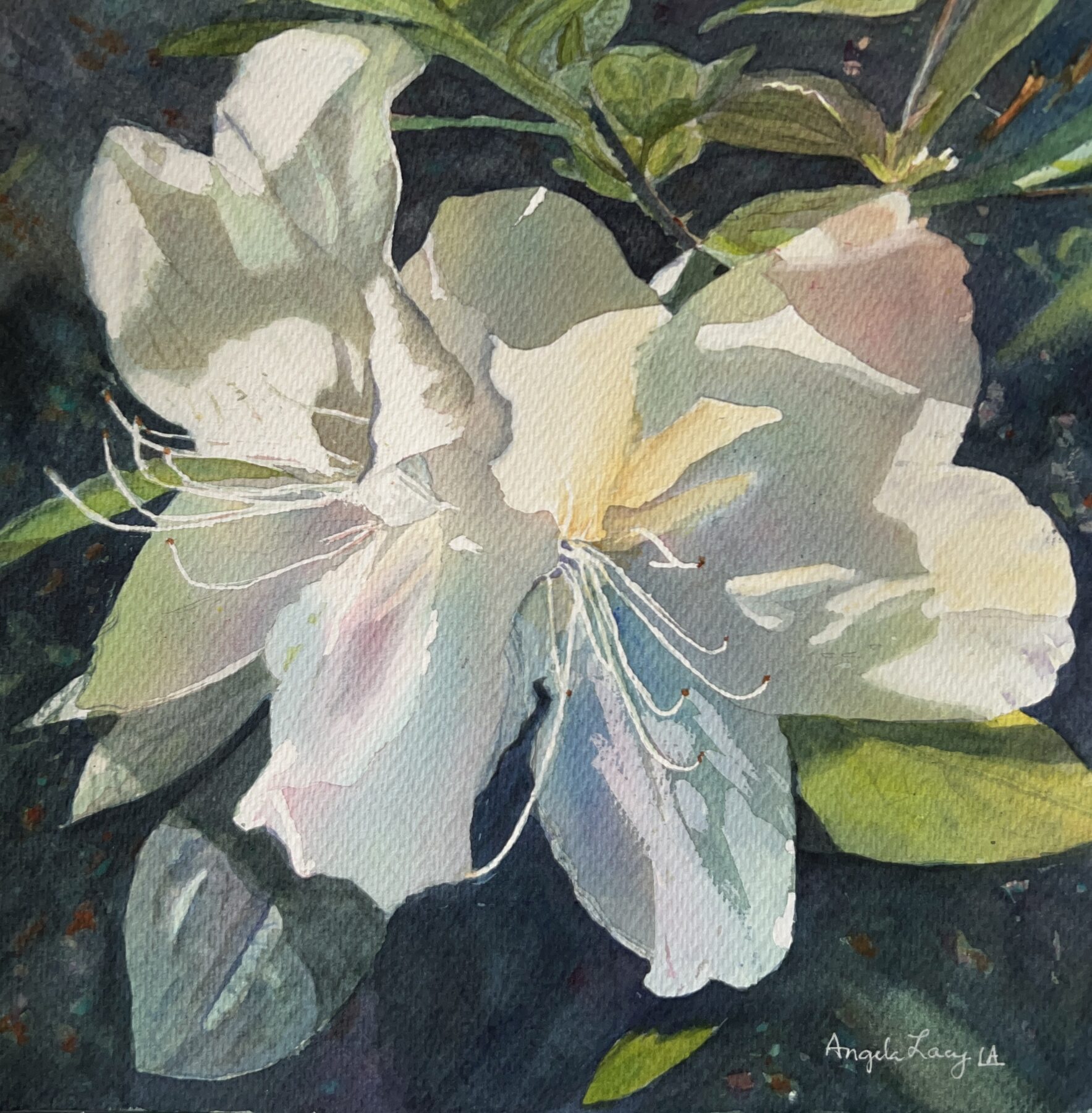 A watercolor titled "together" by Angela Lacey that features 2 large white azalea like flowers against dark green leaves