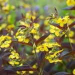 Cluster of yellow flowers