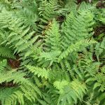 Green Fern