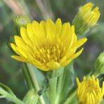 Yellow flower with multiple petals