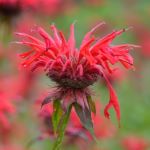 Red flower with long stamen