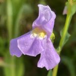 Purple flower with yellow center