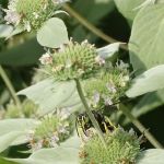 Flower with wasp on it