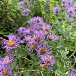 Cluster of star-shaped purple flowers with yellow centers