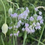 Purple drooping flower