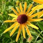 Yellow flower with multiple petals 