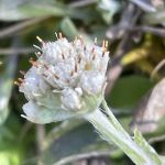 White flowers in a cluster