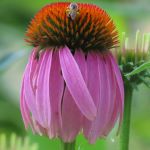 Multi-petal purple flower