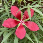 Red flower with five petals