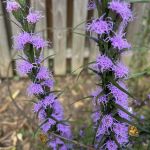 Cluster of small purple flowers in a spike