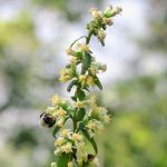 Bee on cluster of white flowers