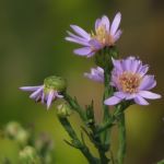 Cluster of three small purple flowers