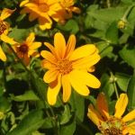 Gold flower in a ray pattern