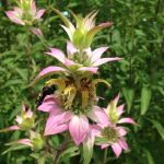 Bee on pinkish flower