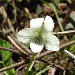 White violet with stripes