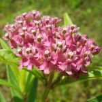 Pink flowers in an umbel