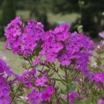 Cluster of dark purple flowers