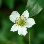 White flower with five petals and green center