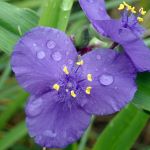 Three petaled purple flower