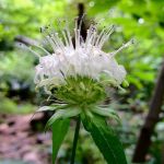 White flower with long stamen