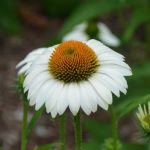 Flower with white downward facing padels