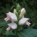 Pinkish white flower in a stalk