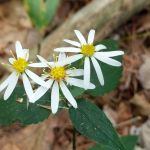 A cluster of three white flowers with yellow centers