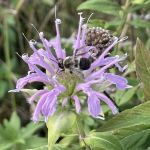 Bee on purple flower