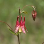 Drooping red flower with yellow center