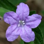Purple flower with five petals