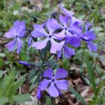 Purple flower in a cluster with five petals