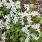 Cluster of small star shaped flowers