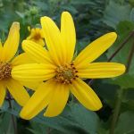 Yellow flower with petals in a ray pattern