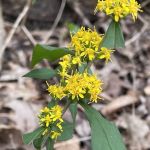 Cluster of yellow flower in a spike pattern