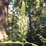 White flower in a spike