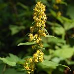 Cluster of small yellow flowers in a spike pattern