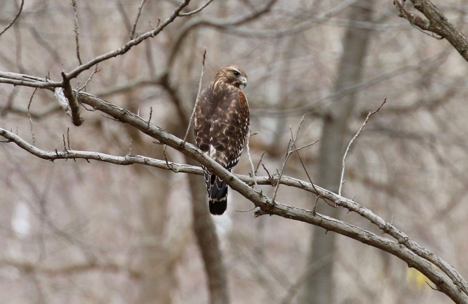 brown tailed hawk 