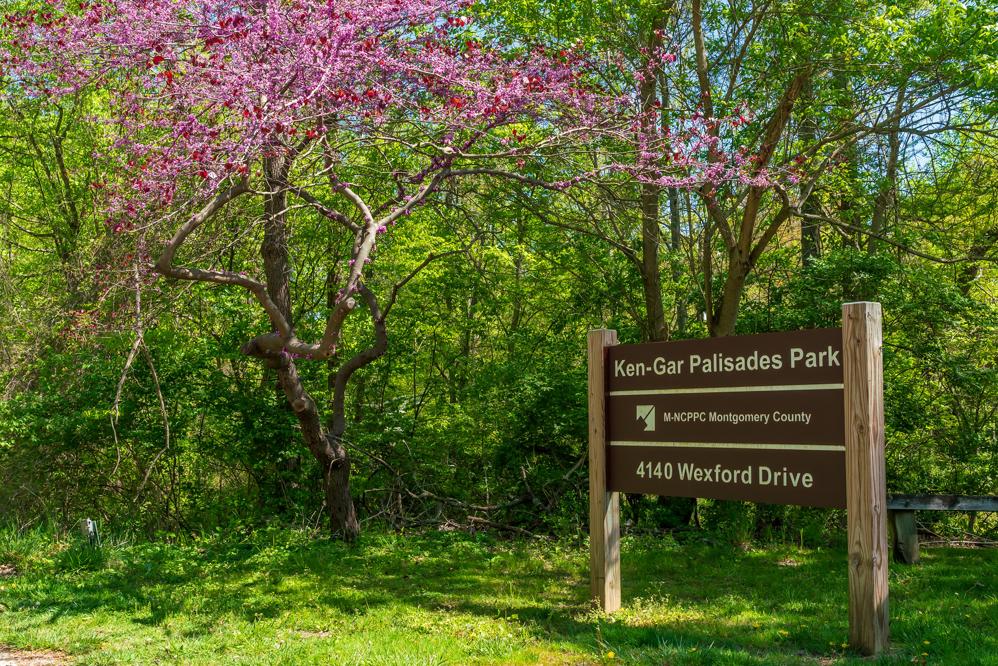 Ken-Gar Palisades Park brown and white sign next to a purple eastern redbud tree.