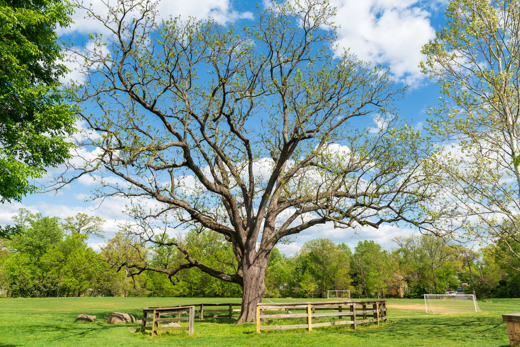 Large tree surrounded by fencing at North Four Corners Local Park