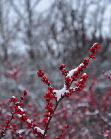 
Winterberry at Brookside Gardens, MD
By Paul Locher, Jr.