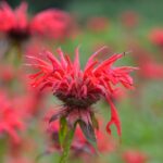 Gardenview scarlet" Beebalm - Cultivar