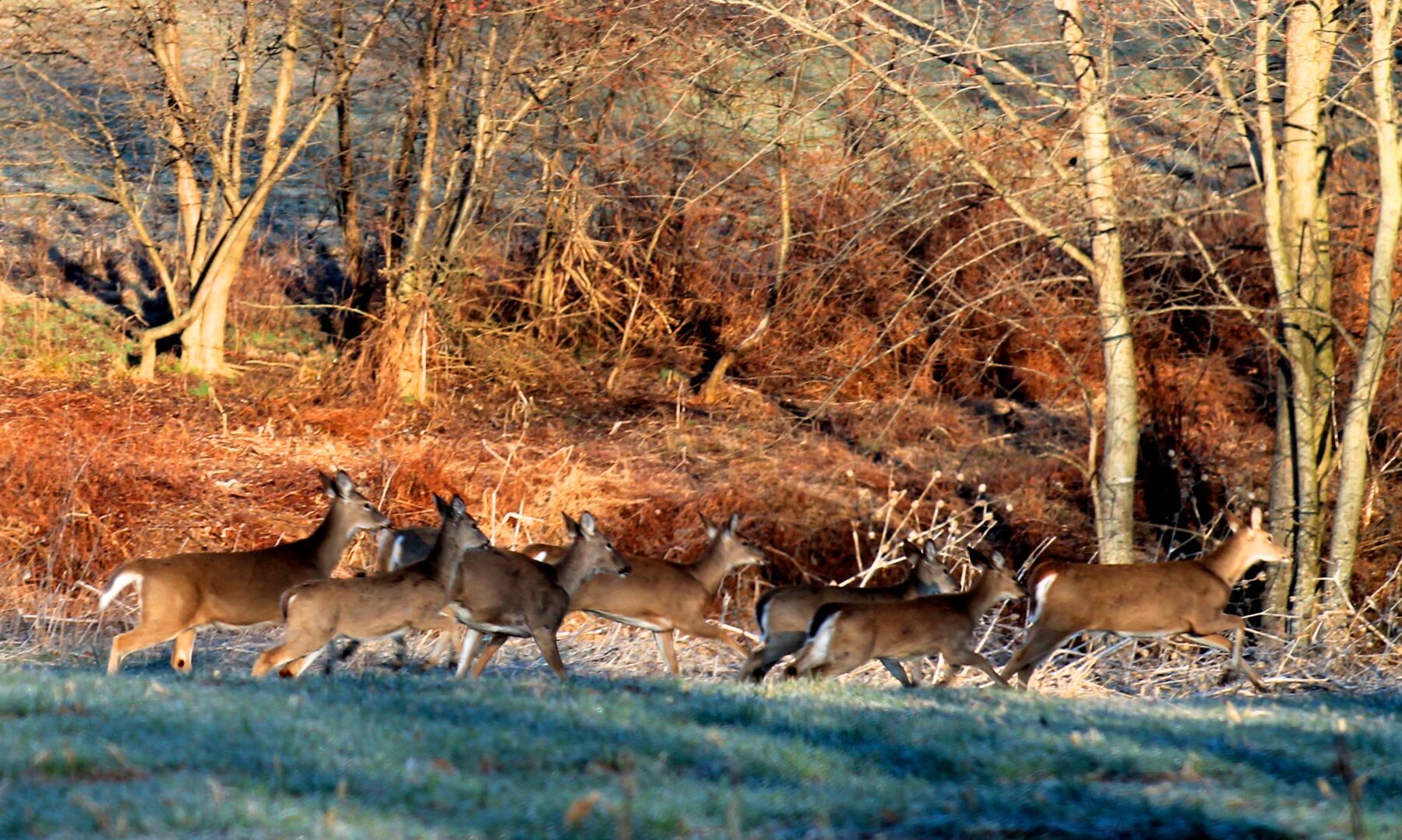A group of deer