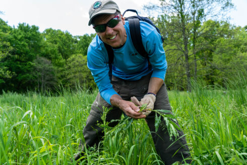 weed warrior volunteer pulls thistle from meadow
