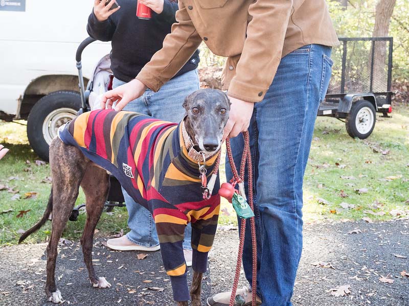 greyhound dog wearing at rugby styled shirt at Holiday Barket