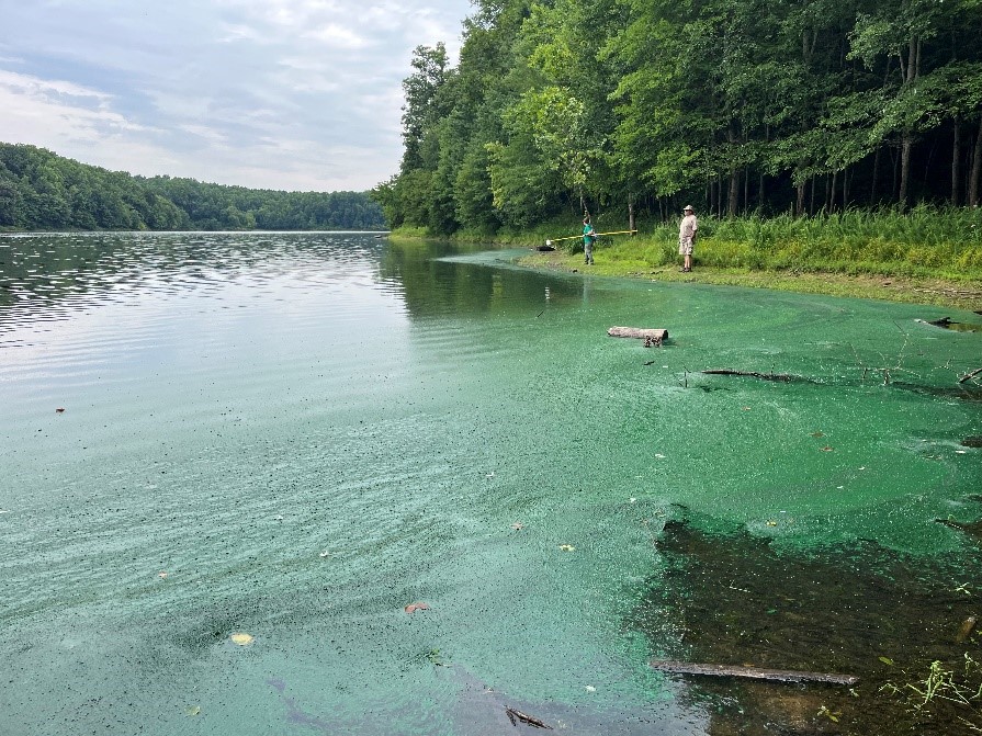 Blue green algae has formed on the surface of Lake Frank.